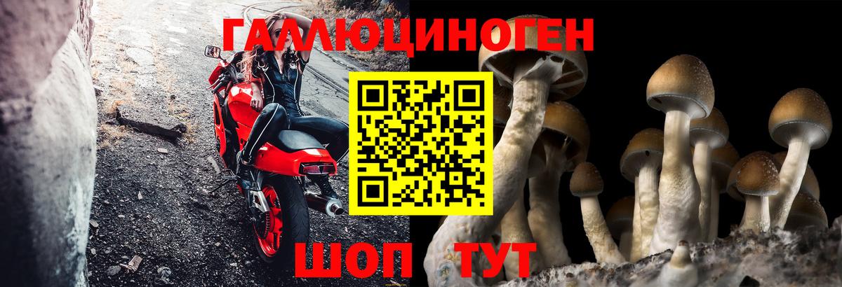 Моздок  Псилоцибиновые грибы Psilocybine cubensis  Вход с VPN 